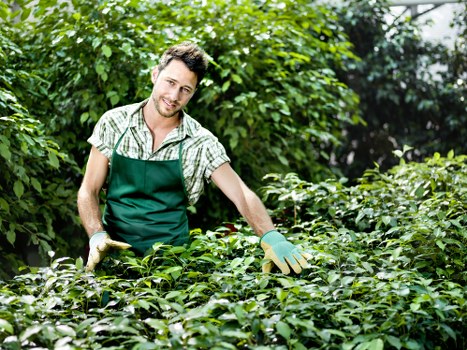 Professional gardener tending to a lush Camden Town garden